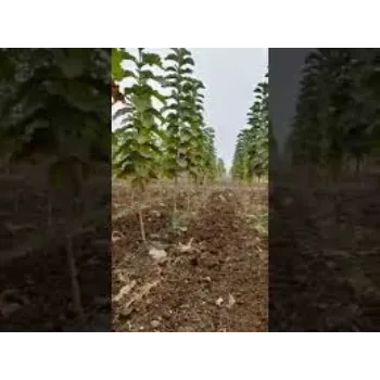 Gardening Teak Plant 9a-teak plant-6551009-48350.webp